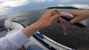 Лучшие проводки для ловли судака. Поклевки судака на джиг и на троллинг.