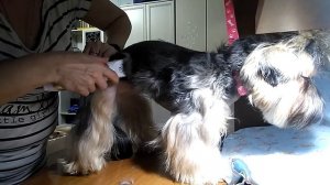 Как Стричь Йорка / Стрижка Йорка / Стрижка Собаки Дома