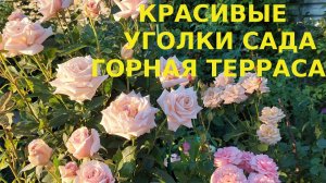 Красивые уголки сада  Горная терраса с розами.