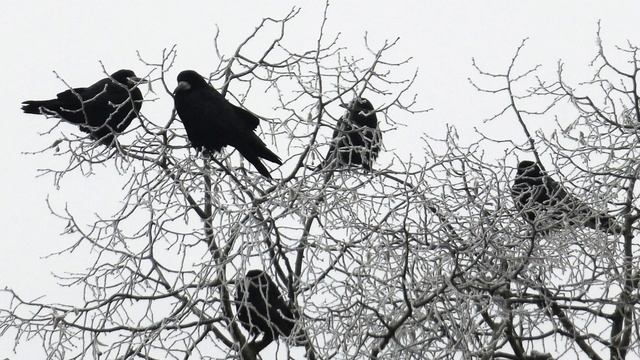 Артюр Рембо. Стихотворение «Вороньё» смотреть онлайн