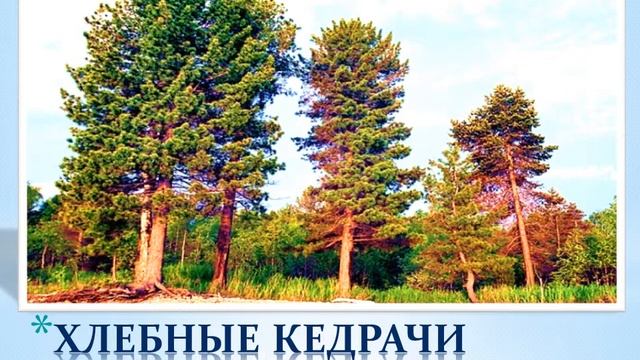 Леса - легкие планеты смотреть онлайн