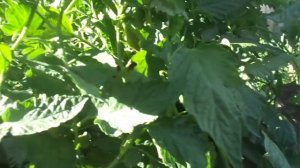 УДИВИТЕЛЬНЫЙ ТОМАТ КАЗАНОВА С ОРИГИНАЛЬНЫМИ ПЛОДАМИ! Ольга Чернова.