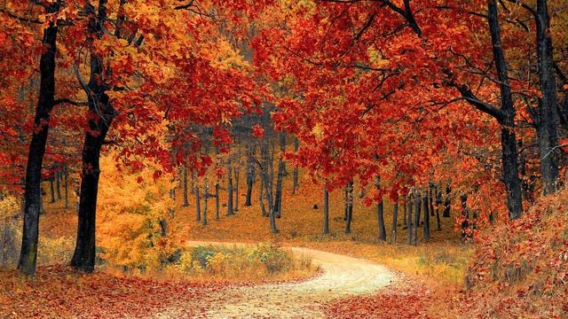 Relaxation Music | Meditation Music | Autumn Ambience | 3 Hours |