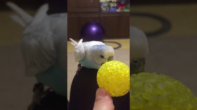 Говорящий попугай Тишка 8 мес. Первые слова.