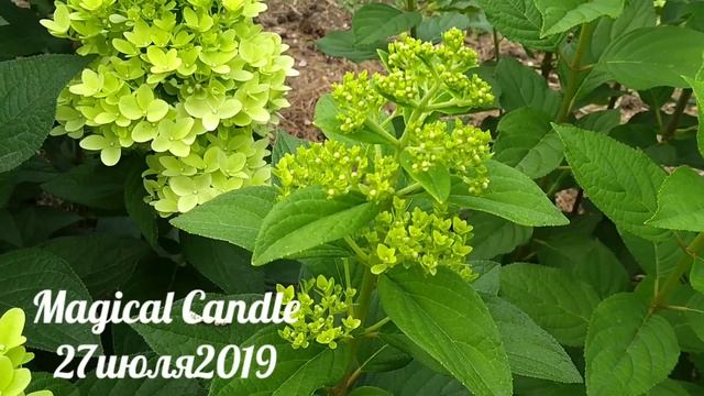 27июля2019 Начало цветения Высокорослой Метельчатой Гортензии Wim's Red✌️? смотреть онлайн