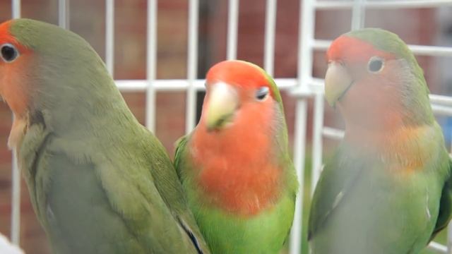 LOVEBIRDS HD