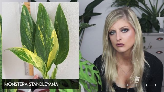 Rare Plant Index #5 | Monstera | Uncommon to Extremely Rare Plants! смотреть онлайн
