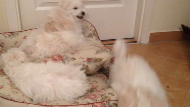 Bellissibolo Bolognese Puppies love their doggybed :D смотреть онлайн