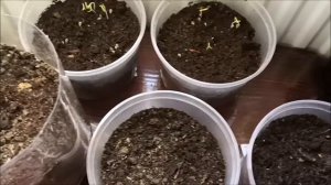 Посев томатов. Эксперимент с рассадой: какая температура лучше?