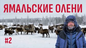 НА СТОЙБИЩЕ К ЯМАЛЬСКИМ ОЛЕНЕВОДАМ. СТАДО СЕВЕРНЫХ ОЛЕНЕЙ В ТУНДРЕ. СТАЛИНСКАЯ 501 СТРОЙКА. ЯМАЛ #2