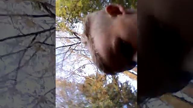 Ищем лягушек смотреть онлайн