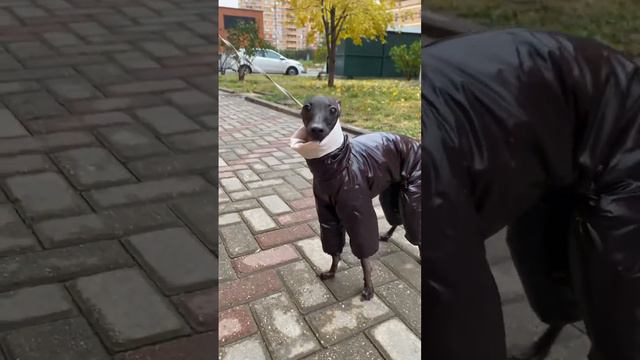 Томми уже утеплился🍂 #левретка смотреть онлайн