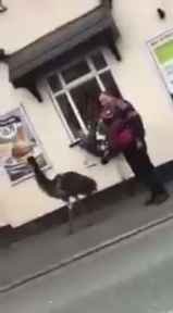 Британец выгуливает эму на поводке смотреть онлайн