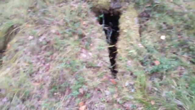 Нашёл берлогу МЕДВЕДЯ в лесу ,Found a bear's den in the forest смотреть онлайн