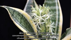 Цветок сансевиерия — виды и сорта, описание