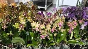 🌸 ПРОДАЖА ОРХИДЕЙ 06.09.2024 Орхидея Пиниф, Леко Фантастик, Ароматные орхидеи. Купить орхидею.