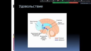 Старков Д.Ю. Участие системы вознаграждение в механизмах химической и нехимической зависимости