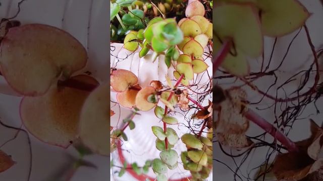 UNA SUCULENTA PELUDA - Crassula Pellucida