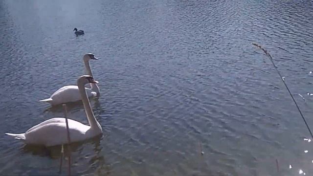 Весенние лебеди Минска