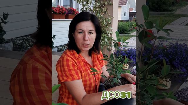 Особенности посадки жимолости смотреть онлайн