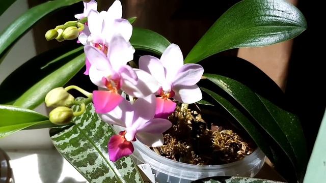 Фаленопсис Льюис Берри и пафиопедилум Беллатулум. Долгожданное цветение. смотреть онлайн