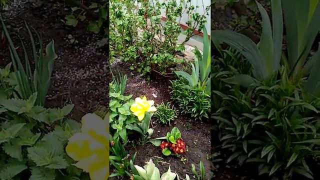 5 мая 2020. Сажаем грядки. смотреть онлайн