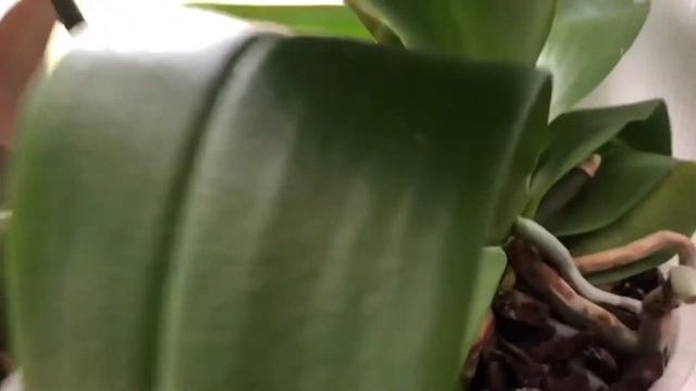 Долгожданные цветоносы 🌱🌱🌱 смотреть онлайн