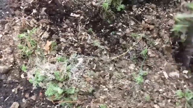 Осенняя посадка и пересадка гортензии смотреть онлайн