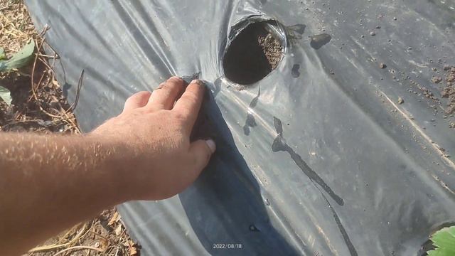 19.08.22 высадка рассады. смотреть онлайн