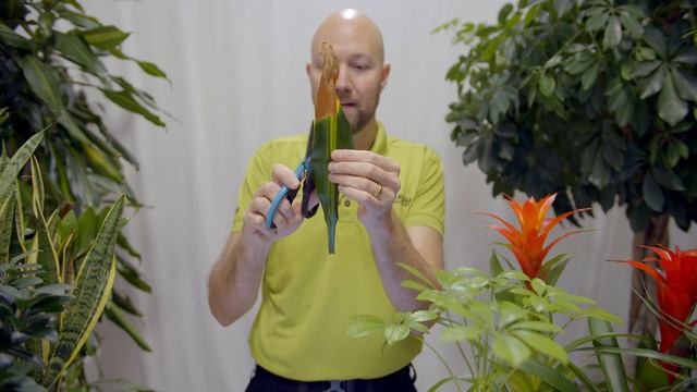 Trimming leaves of indoor plants смотреть онлайн