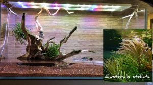 Запуск Аквариум скейп на 180 литров