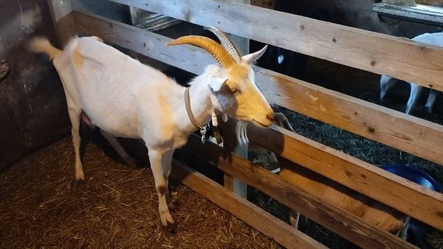 Аргументы в пользу своего козла в хозяйстве. Охота козы, признаки. Удаляю комментарии. смотреть онлайн