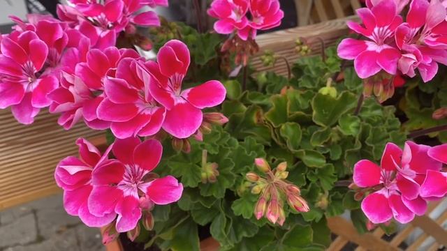 КЛАССИКА ВО ВСЕМ//РЕЦЕПТЫ//МАЛИНА ПРОТЕРТАЯ С САХАРОМ//ОВСЯНКА С ЧЕРЕШНЕЙ//ЧЕРЕШНЕВЫЙ КОМПОТ