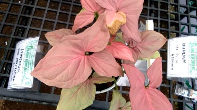 Syngonium Pink Perfection