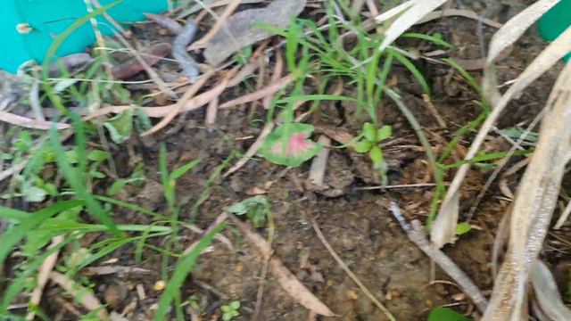 วันที่5 หาบอนสีลูกไม้เมล็ด (Find caladium seedlings day 5.) смотреть онлайн