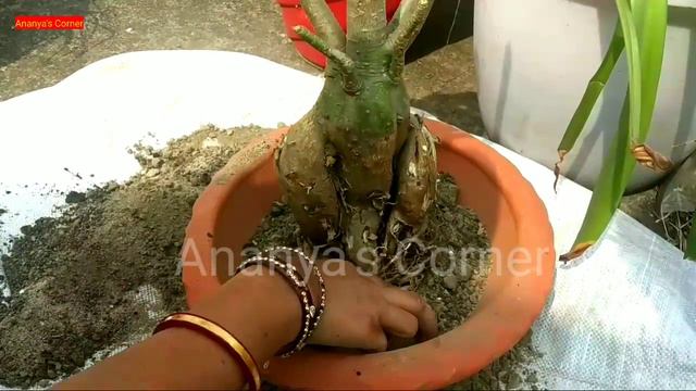 🌿Adenium | Desert Rose Repotting in Summer Part 2 смотреть онлайн