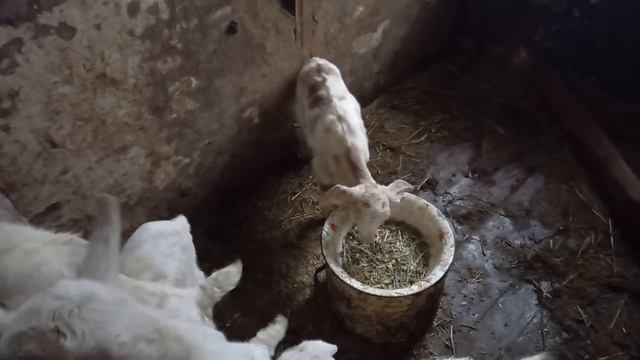 жизнь в деревне,вечернее кормление козлят смотреть онлайн
