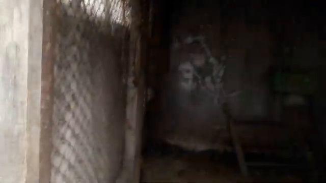 Гусятам полтора месяца,гусыня села на яйца. смотреть онлайн