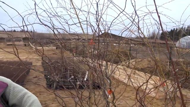 Красавицы - ивы смотреть онлайн