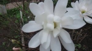 3 мая 2015г цветение магнолии «Кобус» в Серпухове