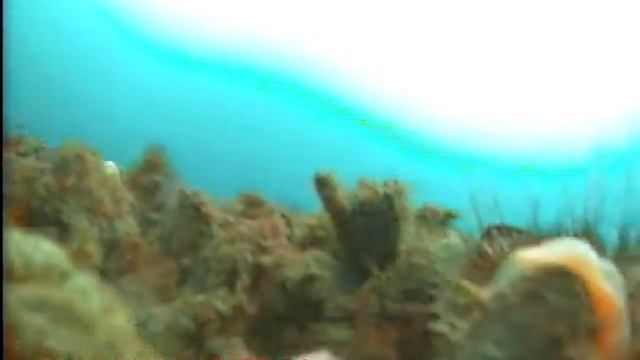 Трепанг б Новик