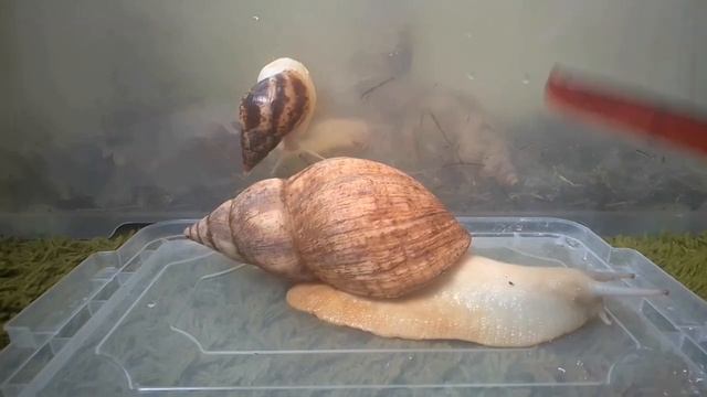 Как вырастить большую улитку ахатину | Что нужно знать перед покупкой ахатины | Гигантская ахатина. смотреть онлайн