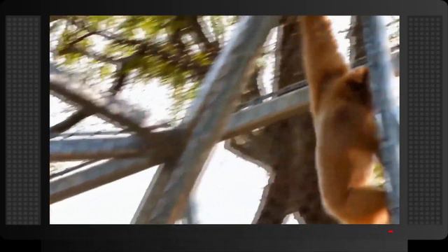 10 Best Zoos In The World смотреть онлайн