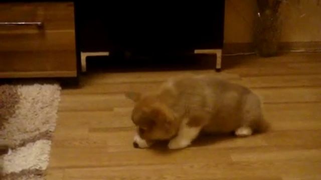 Первые успехи нашего вельш корги. Чарлику 2 месяца