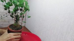 КАУДЕКСНОЕ РАСТЕНИЕ /ФОКЕЯ ЭДУЛИС