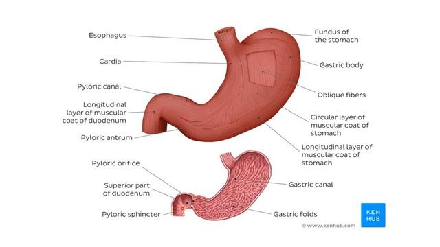 Асқазан анатомиясы. Ventriculi seu gaster - anatomy смотреть онлайн