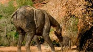 Индрикотерий ( Прогулки с чудовищами )