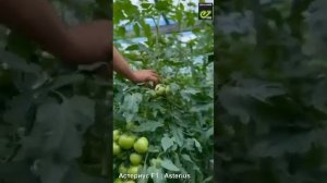 Розовоплодный томат Астериус сезон 2023.