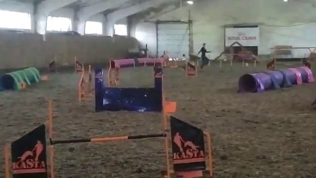 Колли Алиса Командный ОПЕН СОБАЧЬЕ ХОББИ DOGGYHOBBY смотреть онлайн