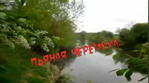 Вячеслав Абросимов - Пьяная черёмуха.